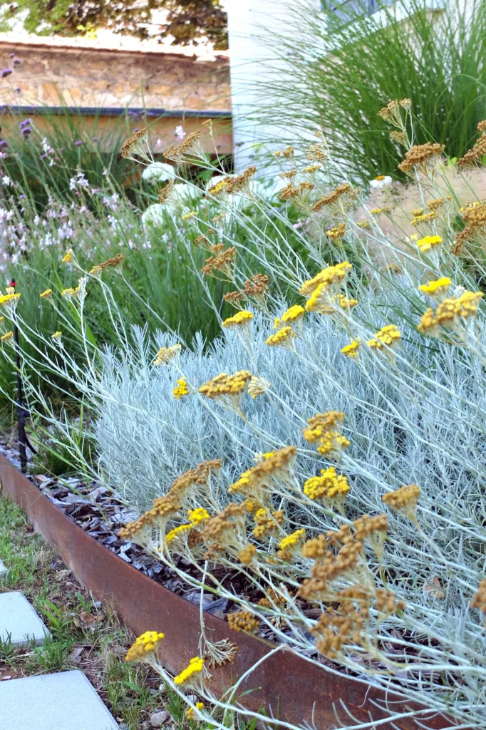 Massif fleuri aux tons jaunes et feuillages argentés, bordé de métal.