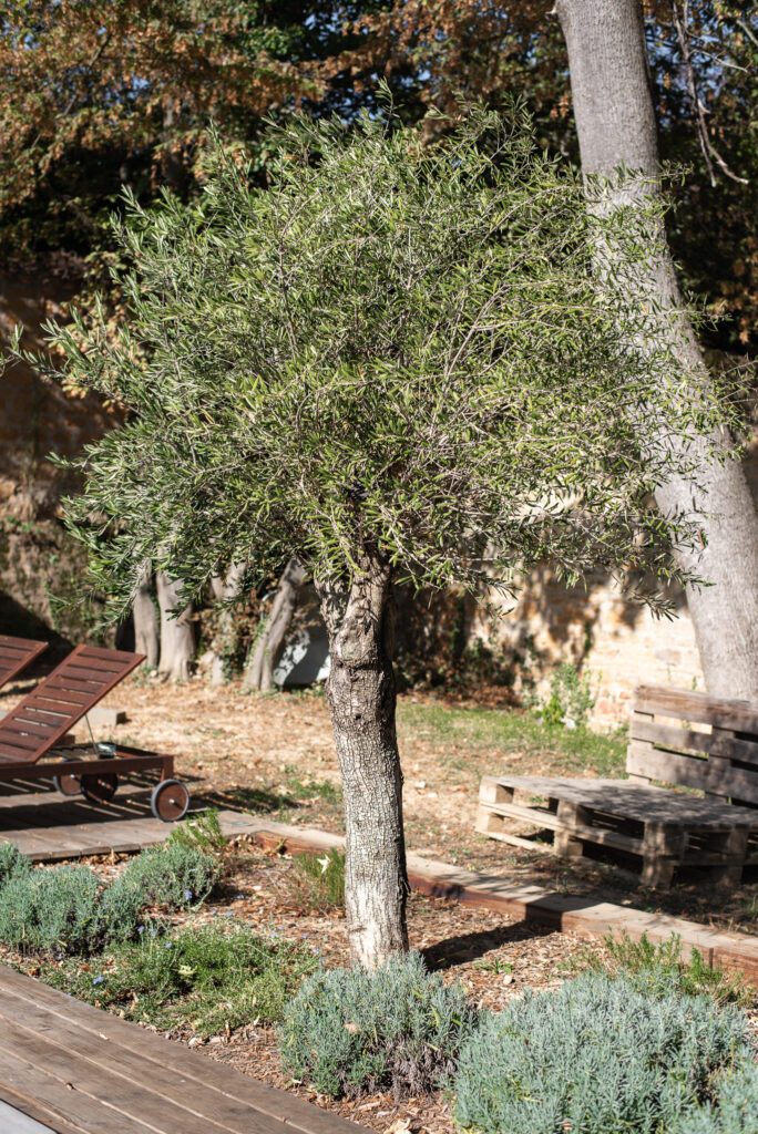 Arbre conservé dans un massif au pied du mur en pierre
