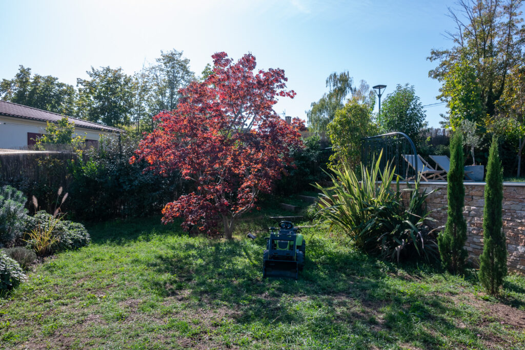 Arbre au feuillage rouge au milieu du jardin planté