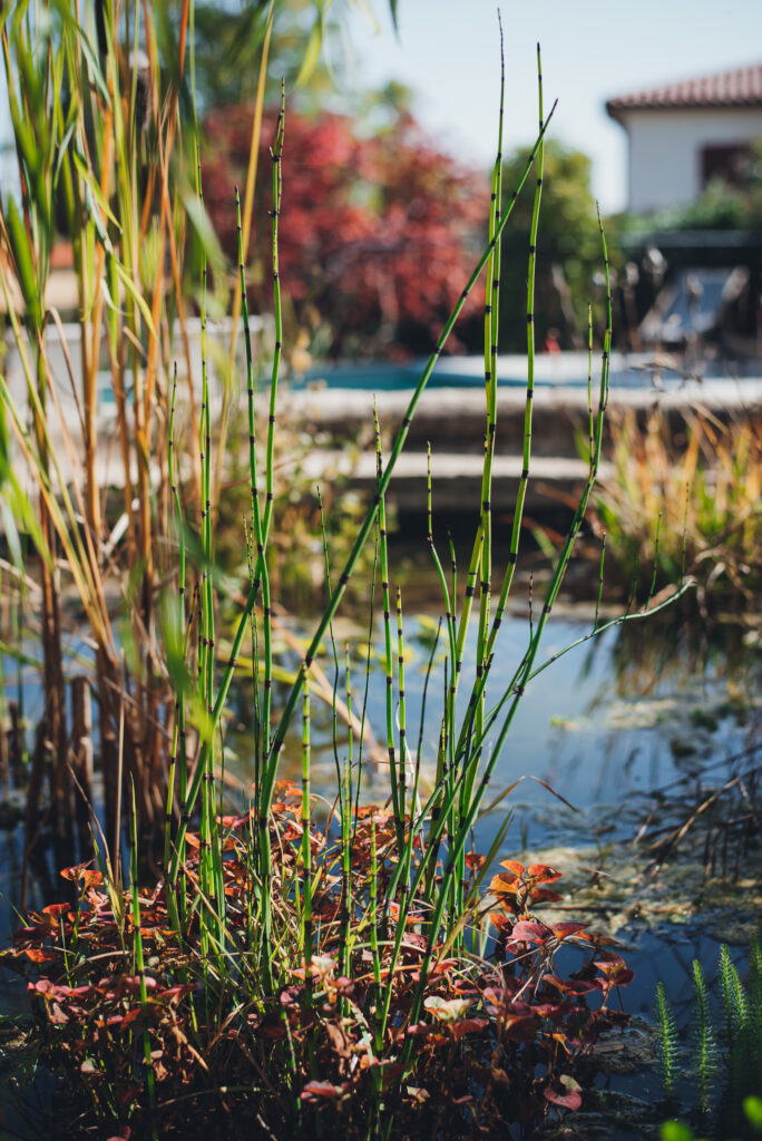 Plantations fleuries au premier plan devant la piscine